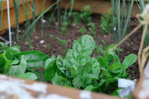 Fresh Spinach Day