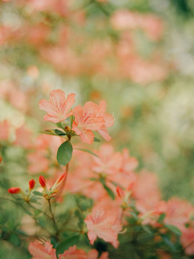 Flowers 2